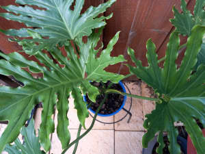 Philodendron selloum COMPACTUM - indoor OR outdoor