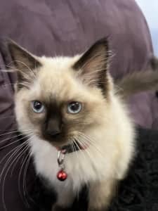 Pure bred Seal Point Ragdoll kitten looking for a loving new home 
