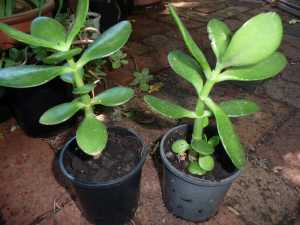 Crassula ovata, money plants (2x for $9), low maintenance house plants