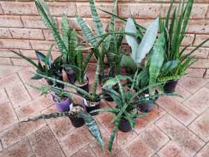 12 Different Sansevieria plants