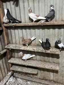 Iranian pigeon for sale
