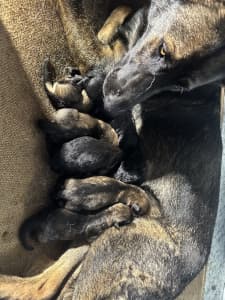 German Shepherd Security Working line Puppies Available 