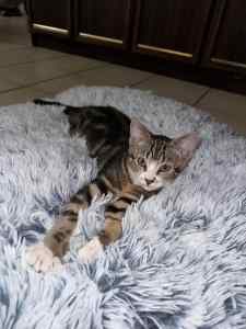 Tiger-lil rescue kitten NK6296 vetted-Joining Petstock Midland