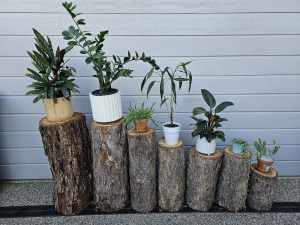 Natural Solid Timber Plant Stands x 9 RRP $250 from $10ea