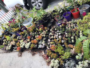 Cactus , succulents and plants 