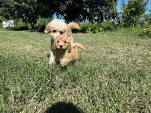 Cavoodle puppies one male available DNA clear 