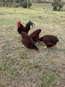Rhode Island Red Roosters