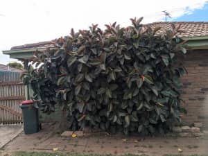 Free rubber plant cuttings