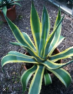 AGAVE AMERICANA FOR SALE