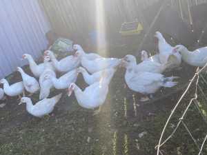 Muscovey drakes and ducks for sale 