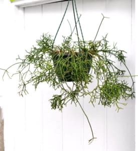 Rhipsalis cereuscula (mistletoe, coral or rice cactus) hanging plant