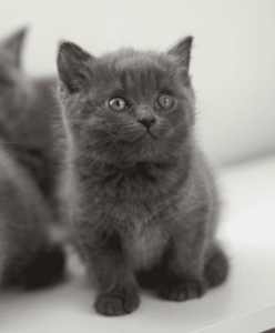 Purebred British shorthair kitten (Boy)