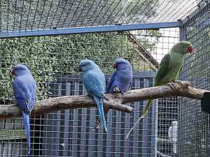 UPDATE 20/04 Alexandrines and 2 Ringnecks for sale