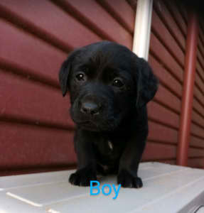 Pure Bred Lab Puppies for sale