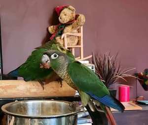 Violet SF and DF Conures Aviary Bred Delivered Australia Wide