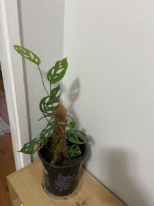 Indoor plant - Devils lvy/ money plant