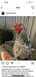 Chicken Wyandotte Australorp Lohman brown chooks