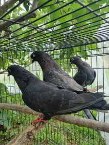 High Flyer Pigeons and Bedding Straw