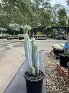 Pilocereus Azureus ‘Blue Torch Cactus’ in 300mm Pot
