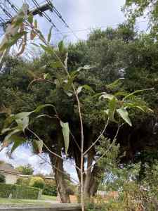 Eucalyptus staigeriana lemon-scented ironbark