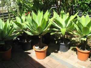 Large agave, discounts for multi-purchases