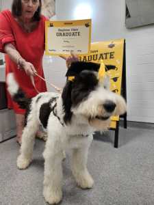 Rehome Beautiful 8mth old Sheepadoodle 