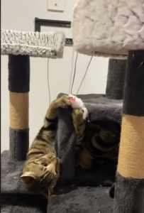 Cat Tower Scratch Post