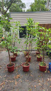 Grafted Hass Avocado Trees