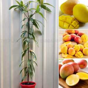 Mango Fruit Trees Plants Perth $65 each
