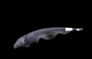 Large Black Ghost Knife Fish 170mm