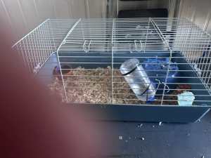 2 male Guinea pigs including cage/bird with cage 