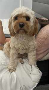 1.5 year old Cavoodle Male. Urgent. 
