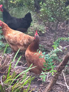 3 x Egg laying chickens ($90)