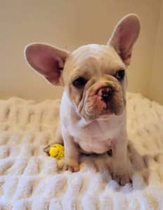 ready now and priced to sell. French Bulldog Pups (2 left)