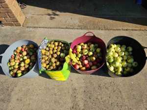 Organic Cider Apples - 70 kilograms - $150 the lot