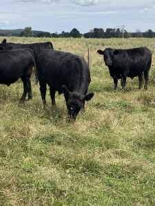 Steers for sale now, Black Angus!