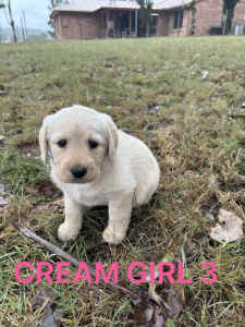 Labradoodle Puppies - READY NOW 