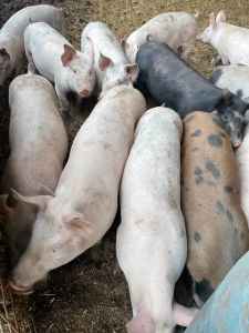 60-70kg pigs - Male & Female