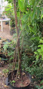 Bamboo Begonia Plant 1.3 to 2 meters $35 to $100