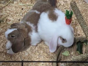 2 Minilop bunnies, one (or both) up for adoption