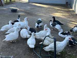 Muscovy ducks for sale hens and drakes