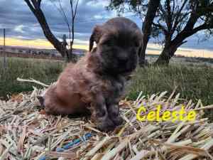 ALL SOLD Shmoodle (Maltese x shih tzu x toy poodle)