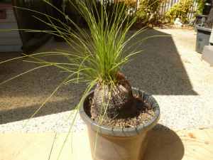 Grass Tree - Native Plant