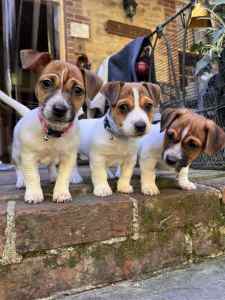 JACK RUSSELL PUPS FOR SALE
