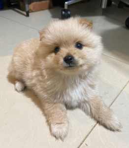 Cream Male Pomeranian Puppy For Sale