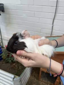 Male baby Guinea pigs. 10 weeks old