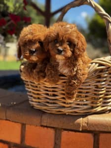 First Generation Toy Cavoodles