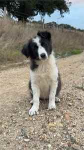 READY NOW - PUREBRED BORDER COLLIE PUPPIES
