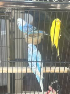Budgies Cage and feed for sale
