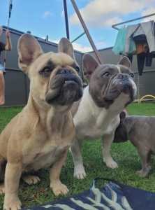 Pedigree French Bulldog puppies Lilac, Tan, Blue pide
Available early 